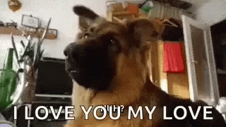 A German shepherd moving its mouth above the subtitle I love you my love